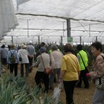 ふれあいセンター向陽台バスハイク・房総で花摘み